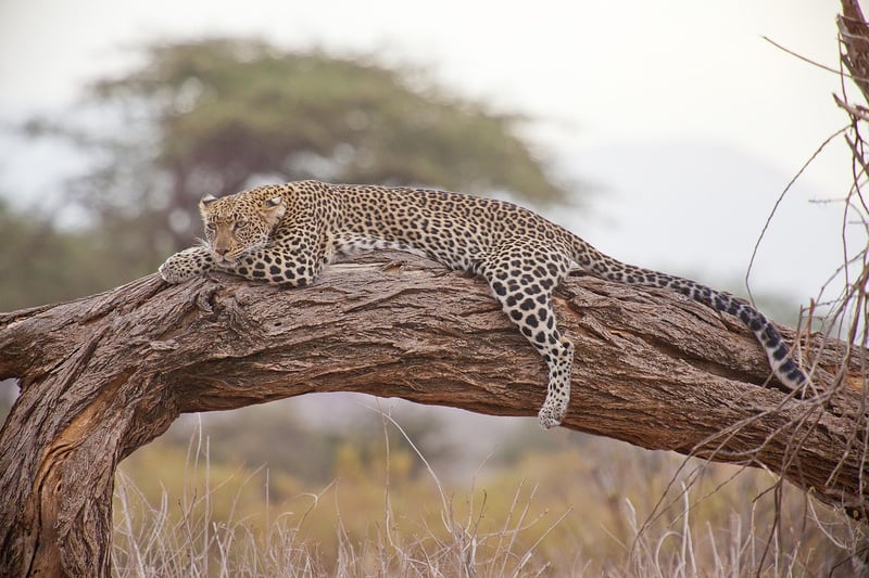 Safari Adventure